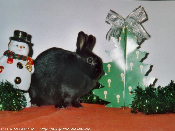 Photo de Lapin