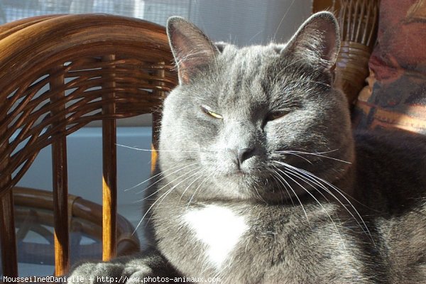 Photo de Chartreux