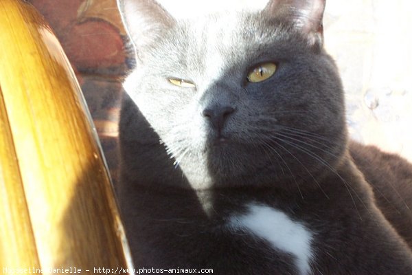 Photo de Chartreux