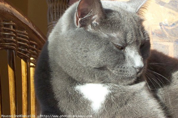 Photo de Chartreux