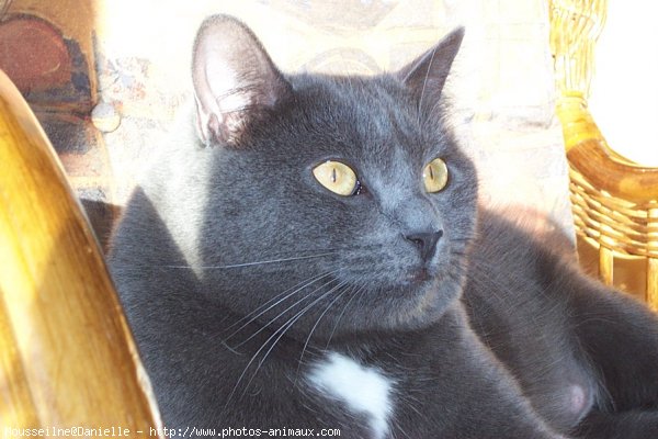 Photo de Chartreux