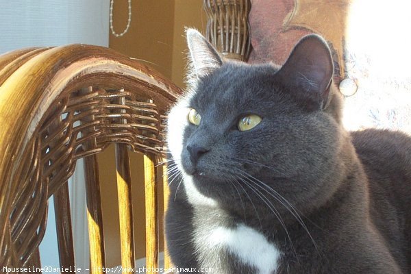 Photo de Chartreux