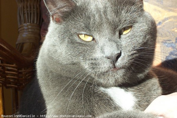 Photo de Chartreux