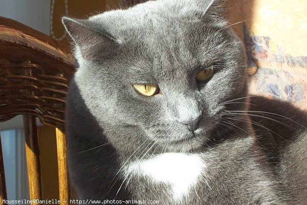 Photo de Chartreux