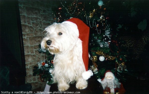 Photo de West highland white terrier