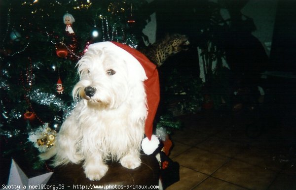 Photo de West highland white terrier