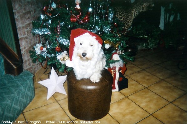 Photo de West highland white terrier