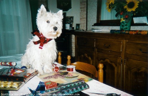 Photo de West highland white terrier