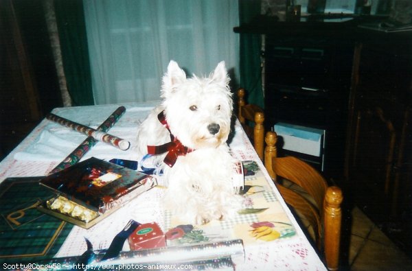 Photo de West highland white terrier