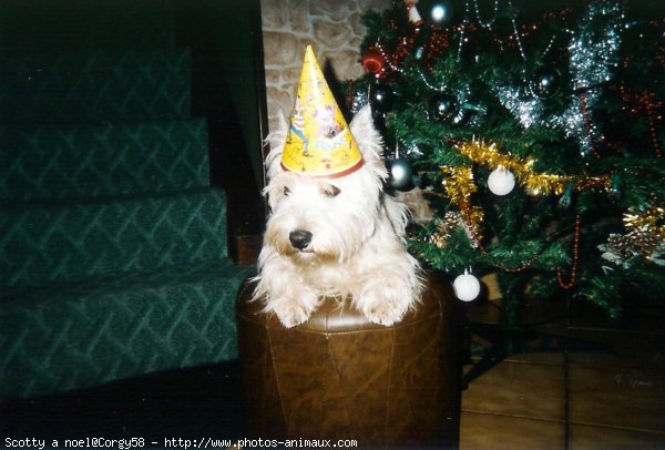 Photo de West highland white terrier