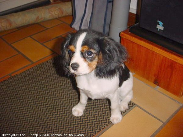 Photo de Cavalier king charles spaniel