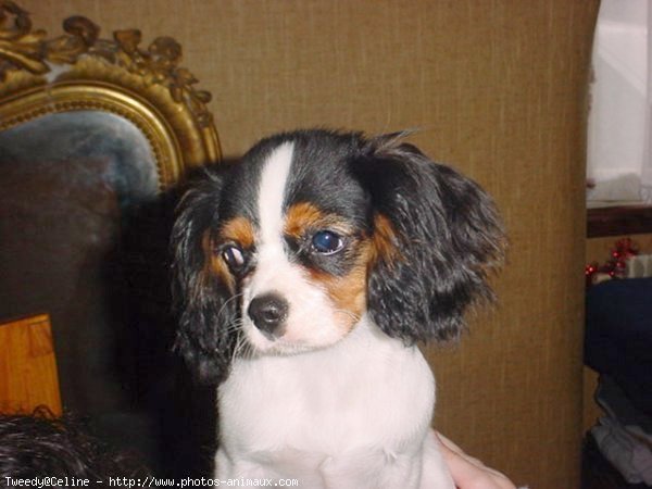 Photo de Cavalier king charles spaniel