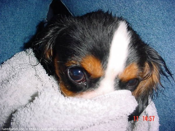 Photo de Cavalier king charles spaniel