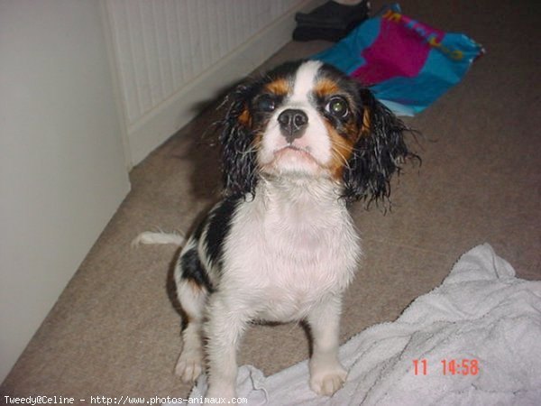 Photo de Cavalier king charles spaniel