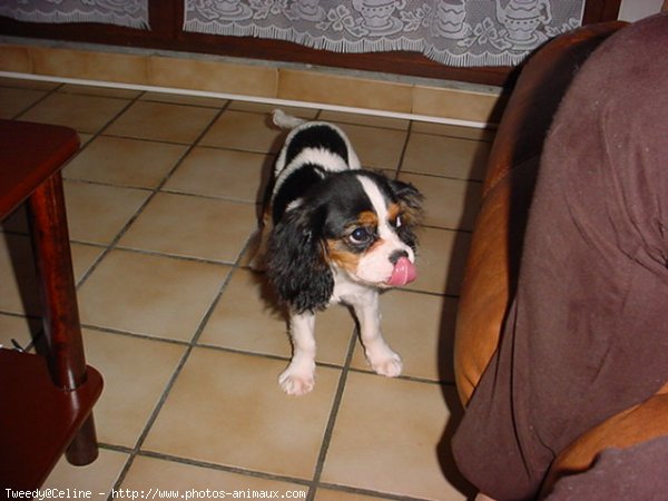 Photo de Cavalier king charles spaniel