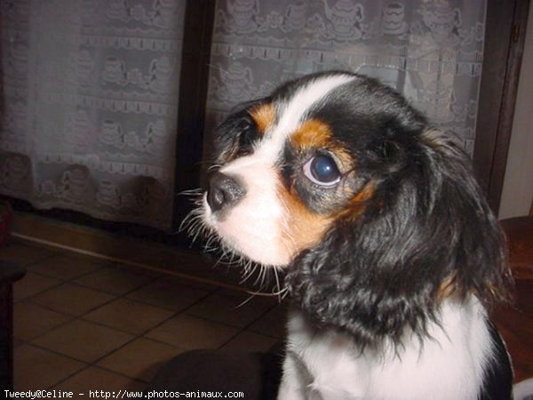 Photo de Cavalier king charles spaniel