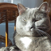 Photo de Chartreux