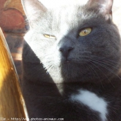 Photo de Chartreux