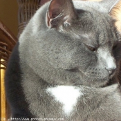 Photo de Chartreux