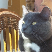 Photo de Chartreux