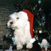 Photo de West highland white terrier