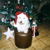 Photo de West highland white terrier