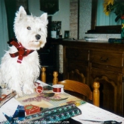 Photo de West highland white terrier