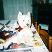 Photo de West highland white terrier