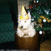 Photo de West highland white terrier