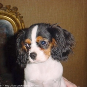 Photo de Cavalier king charles spaniel