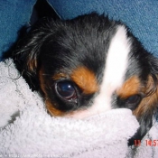 Photo de Cavalier king charles spaniel