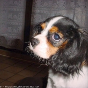 Photo de Cavalier king charles spaniel