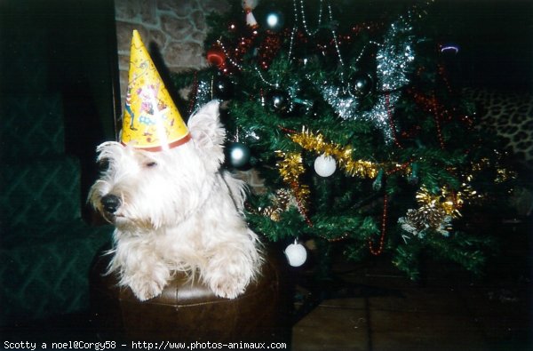 Photo de West highland white terrier