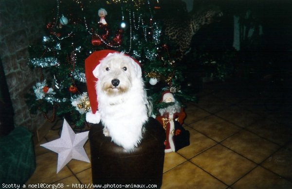 Photo de West highland white terrier