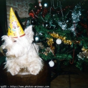 Photo de West highland white terrier