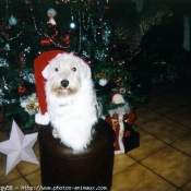 Photo de West highland white terrier