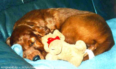 Photo de Setter irlandais rouge