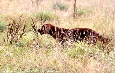 Photo de Setter irlandais rouge