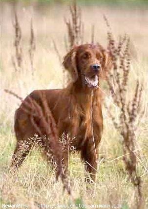 Photo de Setter irlandais rouge