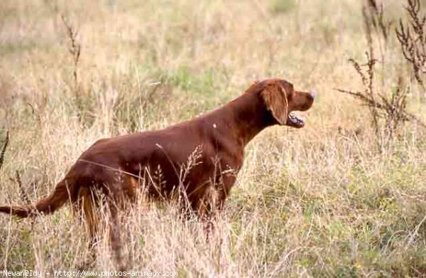 Photo de Setter irlandais rouge