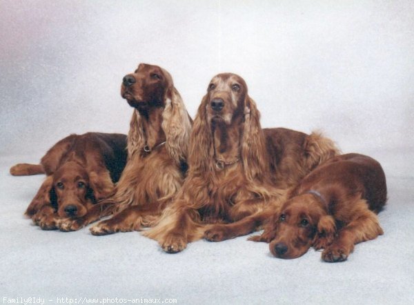 Photo de Setter irlandais rouge