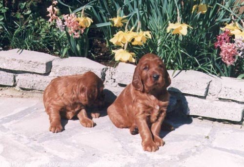 Photo de Setter irlandais rouge