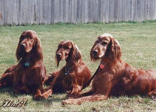 Photo de Setter irlandais rouge