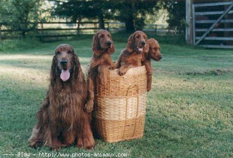 Photo de Setter irlandais rouge