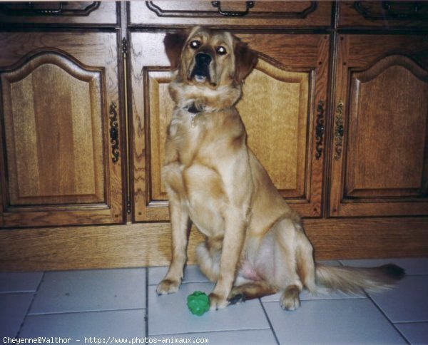 Photo de Golden retriever