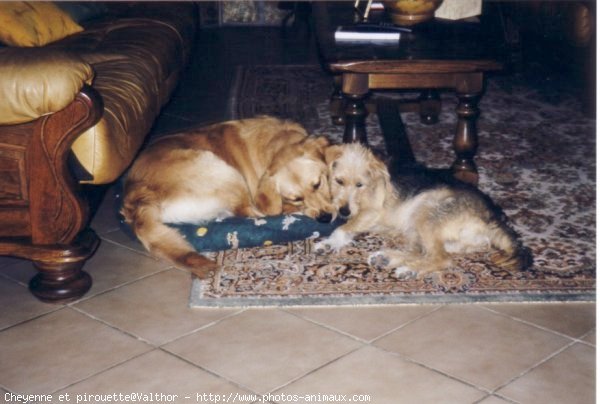 Photo de Races diffrentes