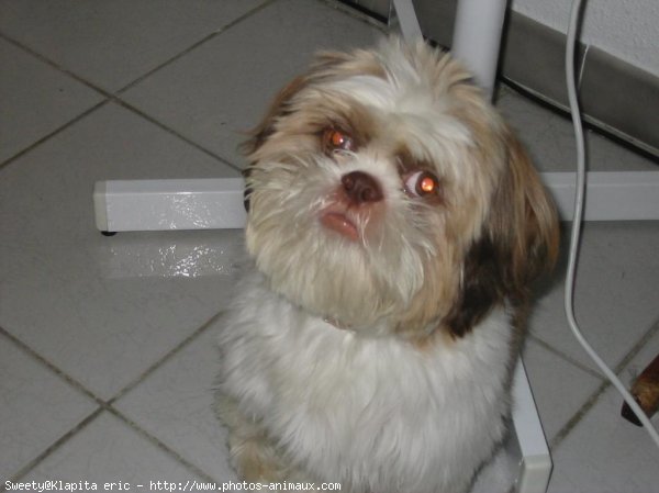 Photo de Shih tzu