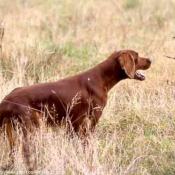 Photo de Setter irlandais rouge