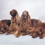 Photo de Setter irlandais rouge