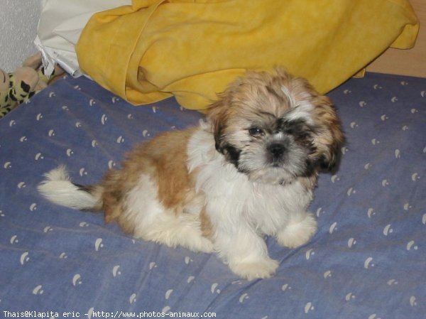 Photo de Shih tzu